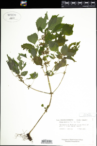 Pilea pumila image