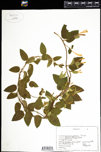 Lonicera japonica image