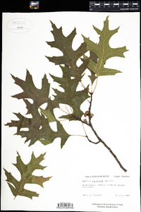 Quercus palustris image