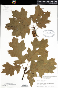 Quercus velutina image