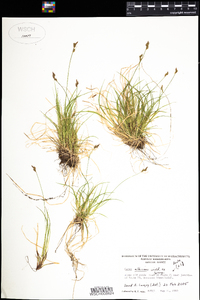 Carex albicans image