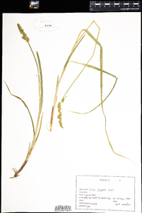 Carex stipata image