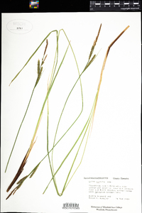 Carex stricta image