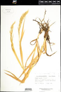 Bromus inermis image