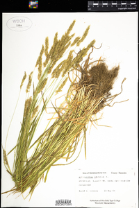 Anthoxanthum odoratum image