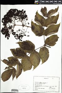 Aralia spinosa image