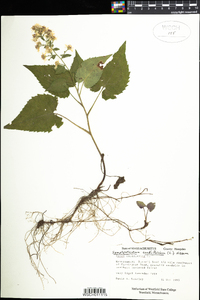 Symphyotrichum cordifolium image