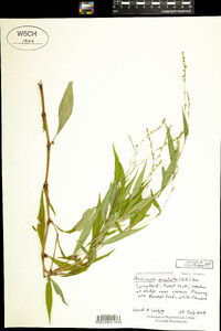 Polygonum punctatum var. punctatum image