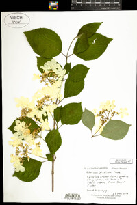 Viburnum plicatum image