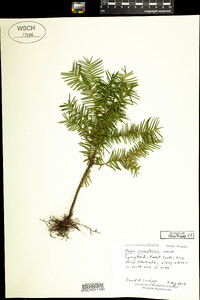 Taxus canadensis image