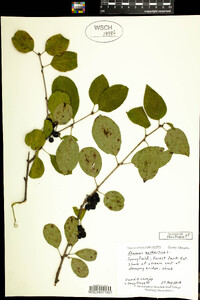 Rhamnus cathartica image