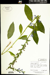 Lobelia siphilitica image