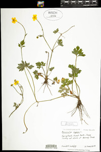 Ranunculus repens image