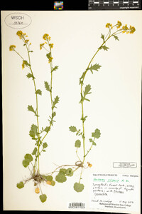 Barbarea vulgaris image