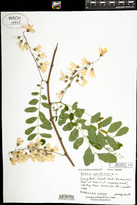 Robinia pseudoacacia image