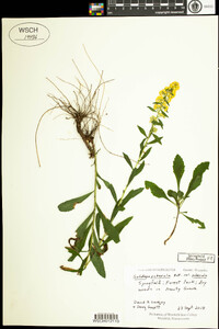 Solidago puberula image