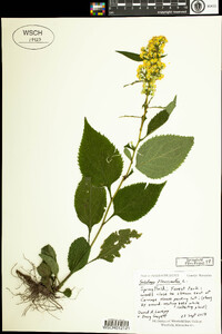 Solidago flexicaulis image