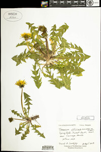 Taraxacum officinale image