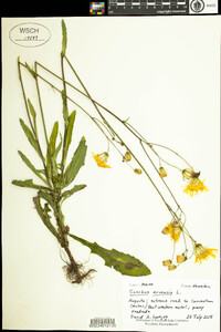 Sonchus arvensis image