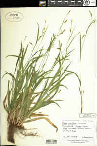 Carex laxiculmis image