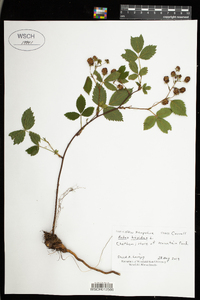 Rubus hispidus image