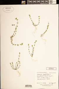 Arenaria serpyllifolia image