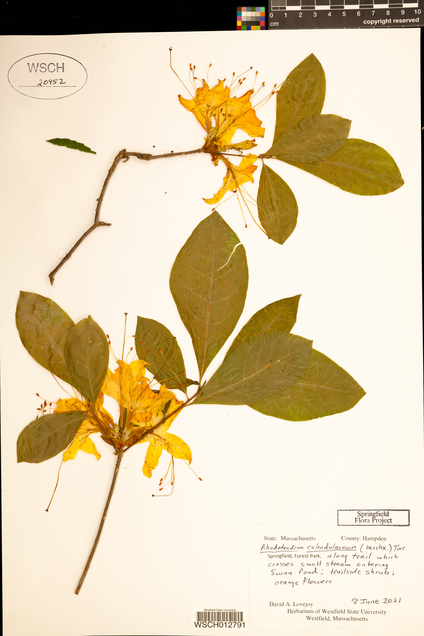 Rhododendron calendulaceum image