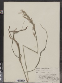 Bromus inermis image