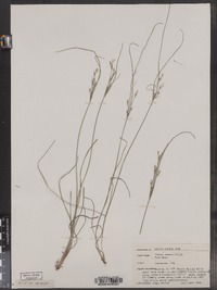 Juncus tenuis image