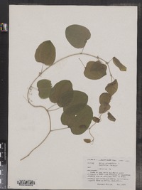 Smilax rotundifolia image