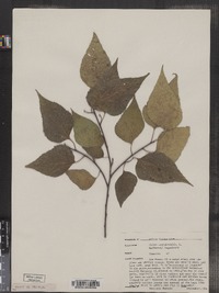 Celtis occidentalis image