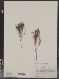 Hypericum gentianoides image