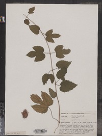 Humulus lupulus image