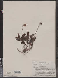 Chimaphila maculata image