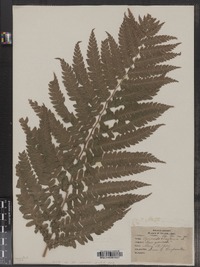 Osmunda claytoniana image