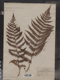 Dryopteris marginalis image