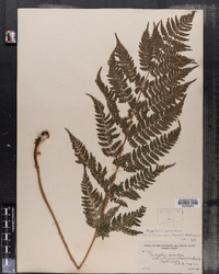 Dryopteris intermedia image