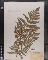 Dryopteris carthusiana image