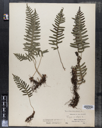 Polypodium virginianum image