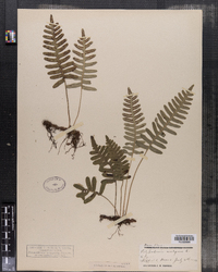 Polypodium virginianum image