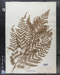 Pteridium aquilinum image