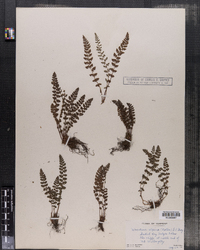 Woodsia alpina image