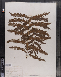 Woodwardia virginica image