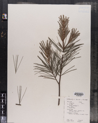 Pinus strobus image