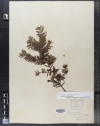 Taxus canadensis image