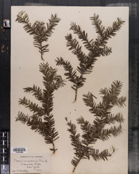 Taxus canadensis image