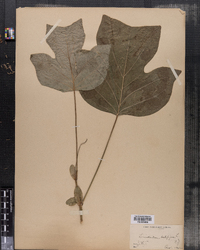 Liriodendron tulipifera image