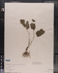 Aristolochia serpentaria image