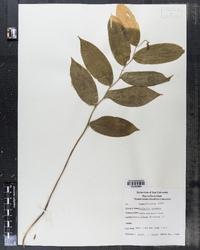 Maianthemum racemosum ssp. racemosum image