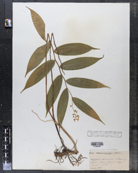 Maianthemum racemosum ssp. racemosum image